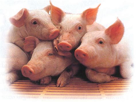 pigs images piggys  wallpaper  background