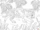 Tigre Cub Bengala Cubs Cucciolo Filhote Tigri Cuccioli Ausmalbild Tigrotto Ispirazione Animali Bimbi sketch template