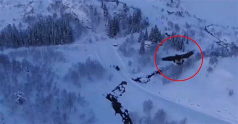 golden eagle  drone incredible clip shows bird  prey attack flying machine  mph