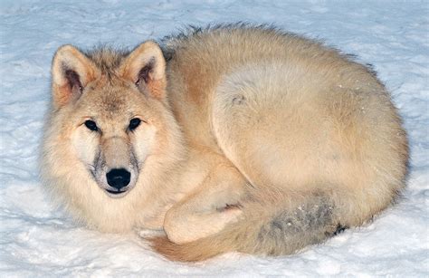 arctic wolf facts  adaptations canis lupus arctos