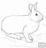 Hare Snowshoe Arctic Coloring Rabbit Drawing Pages Clipart Bunny Rabbits Printable Cartoon Supercoloring Cliparts Cute Hares Kids Animal Crafts Library sketch template