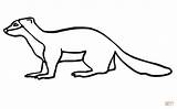 Weasel Mustela Mammals sketch template