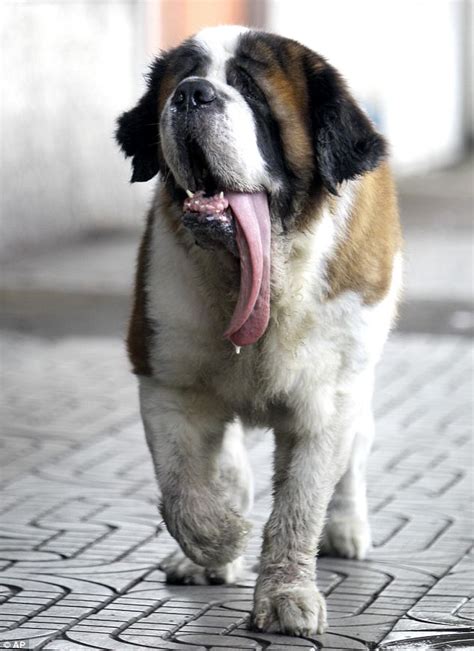 milo the st bernard from bangkok with a large tongue daily mail online