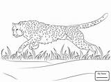 Cheetah Running Coloring Pages Drawing Getdrawings Getcolorings Colo sketch template