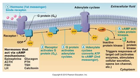 cyclic amp  messenger mechanism  water soluble hormones