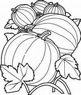 Pumpkin Coloring Vine Getcolorings Pages sketch template