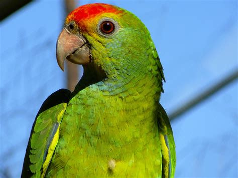 filered browed amazon parrotjpg