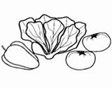 Coloring Lettuce Romaine Coloringcrew Vegetables sketch template
