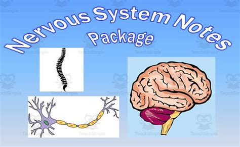 nervous system powerpoint   teach simple