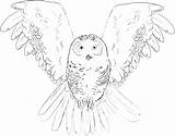 Owl Coloring Snowy Burrowing Pages Color Getcolorings Printable Colouring Getdrawings sketch template
