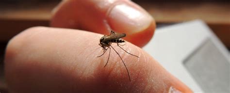 Here’s The Best Way To Stop A Mosquito Bite From Itching
