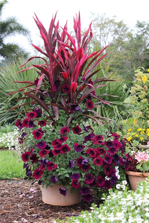 beautiful container gardening flowers full sun color combos container