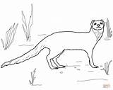 Mongoose Coloring Pages Yellow Slender Supercoloring Drawing Drawings Color Printable 17kb 960px 1200 sketch template