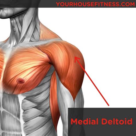 muscle breakdown medial deltoid  house fitness