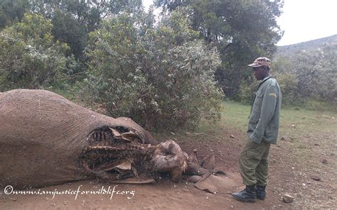 i am justice for wildlife carcass identification and