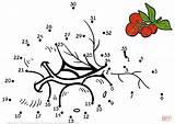Dot Cranberries Coloring Pages Fruits Dots Drawing Connect sketch template