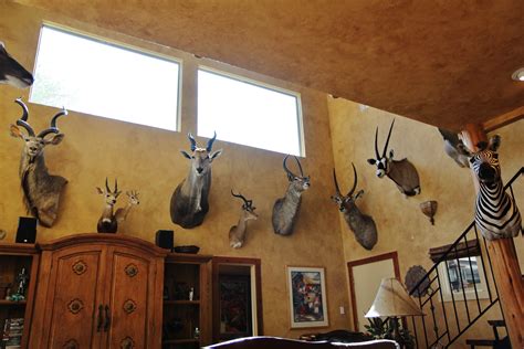 colors  paint walls   trophy room page  africahuntingcom