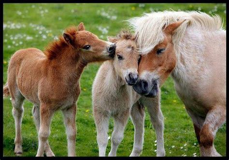 pony  loved baby horses horses  dogs cute horses