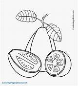 Guava Goiaba Laranja Fruits Colorir Frutas 4kids Getcolorings Guavas Tudodesenhos sketch template