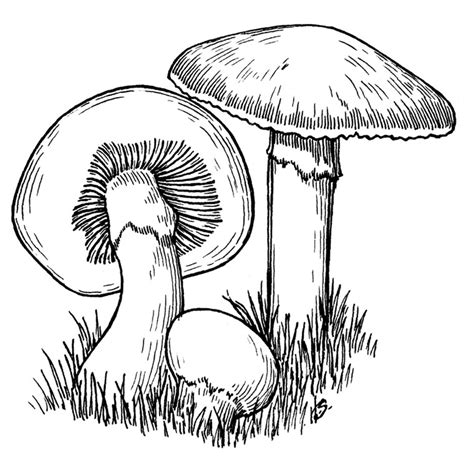 mushroom drawing    color mushrooms kids coloring pages