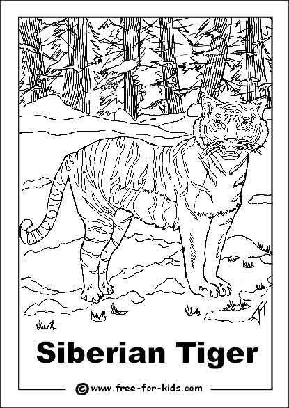 siberian tiger colouring page colouring  pinterest siberian
