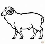 Sheep Coloring Ram Drawing Pages Outline Head Lamb Printable Cow Simple Drawings Cute Supercoloring Domestic Kids Realistic Face Carnero Animals sketch template