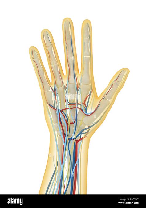 menschliche hand mit nervensystem lymphsystem und herz kreislauf