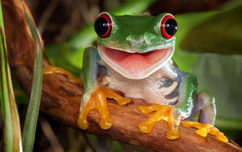 baby frogs  good   beautiful