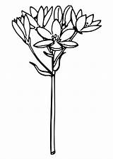 Bethlehem Star Coloring Flower Ornithogalum Umbellatum Sagebud sketch template