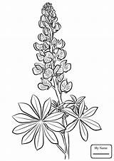 Bluebonnet Drawing Coloring Lupine Blue Bonnet Flower Pages Lupin Tattoo Printable Drawings Flowers Draw Line Supercoloring Color Getdrawings Paintingvalley Crafts sketch template