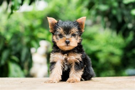 cute teacup dog breeds  pictures readers digest