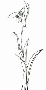 Snowdrop Stylised Snowdrops Gladiolus sketch template