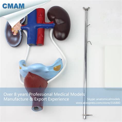 Cmam Urology04 Female Urogenital System Free Standing Urinary System