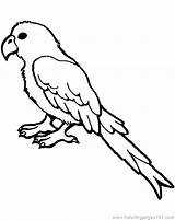 Parrot Coloring Pages Parakeet Line Drawing Cockatiel Budgie Cartoon Parrots Printable Print Birds Getcolorings Color Template Getdrawings Paintingvalley Fun Comments sketch template
