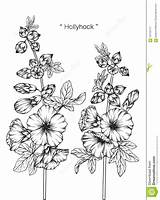 Hollyhock Drawing Flower Illustration Hollyhocks Flowers Vector Line Premium Sketch Choose Board sketch template