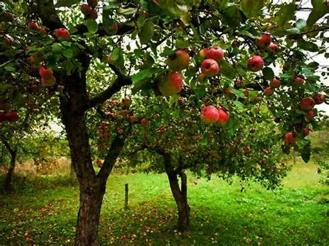 fruit tree wholesaler  indore