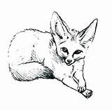 Fox Coloring Pages Desert Draw Arctic Baby Drawing Foxes Cute Clipart Animal Fennec Clip Getdrawings Netart Library Cliparts sketch template