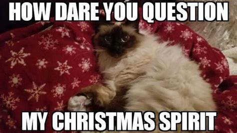 Christmas Spirit Cat Funny Meme Christmas Cat Memes