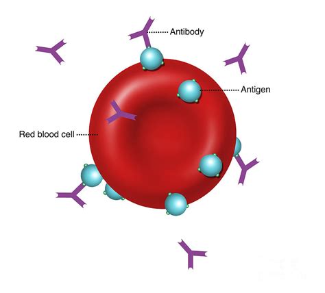 antibodies  antigens illustration photograph  gwen shockey