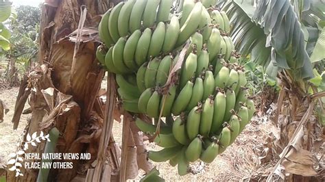 Banana Farming In Nepal 2021 Youtube
