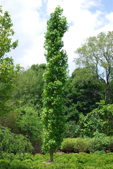 columnar trees  shrubs  ken druse artofit