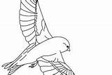 Canary Coloring Bird Pages Pet sketch template