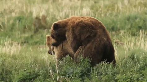 bear 🐻 mating youtube
