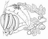 Mewarnai Banane Coloriage Kumpulan Platano Bananier Bananowiec Kartun Hojas Colorat Bananas Pisang Fruit Bananes Albero Platanos Fructe Kolorowanki Diwarnai Jak sketch template