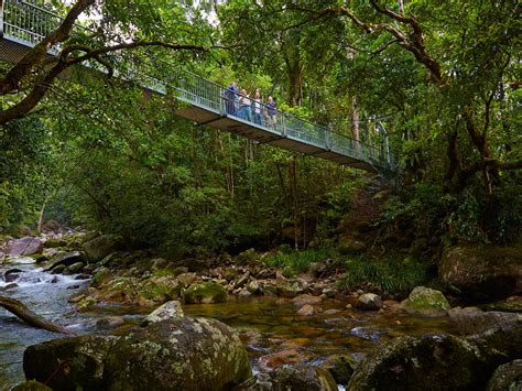 rex creek bridge track mossman gorge daintree national park parks
