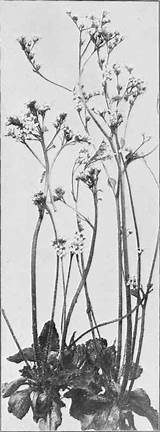 Saxifrage Virginiensis Saxifraga sketch template