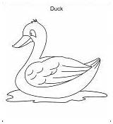 Kolorowanki Kaczka Kaczki Pobrania Dzieci Ducks Mallard Ws Colorings sketch template
