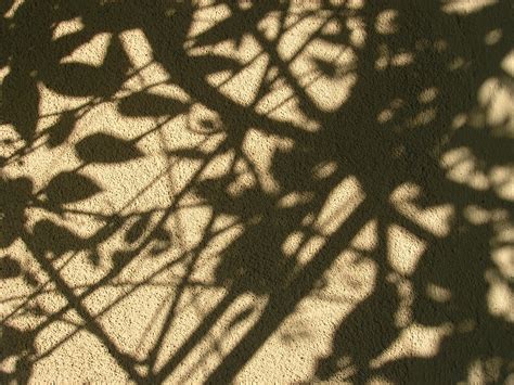shadows cast  leaves  vines photograph  gill hewitt light  shadow shadow