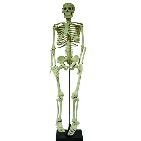 buy tiktoktrading model rangka manusia human skeleton height cm
