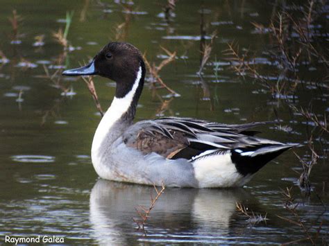 birdwatching  malta pintail